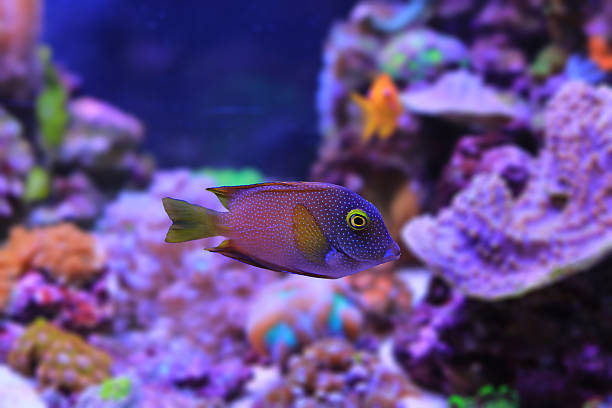 istock Kole tang fish - Ctenochaetus strigosus 2207709186