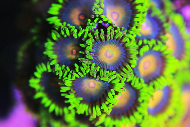 istock Zoanthids small colorful polyps, close up marine photography 2207709189