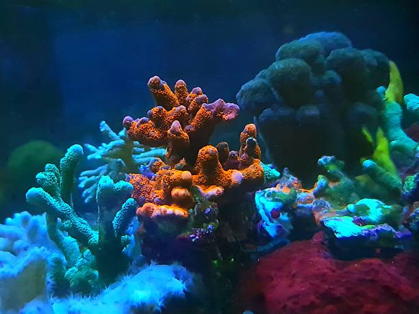 istock Montipora, short polyp stony coral, marine photography 2207709218