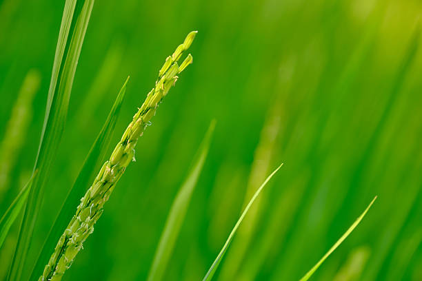 Green rice growing field in nature