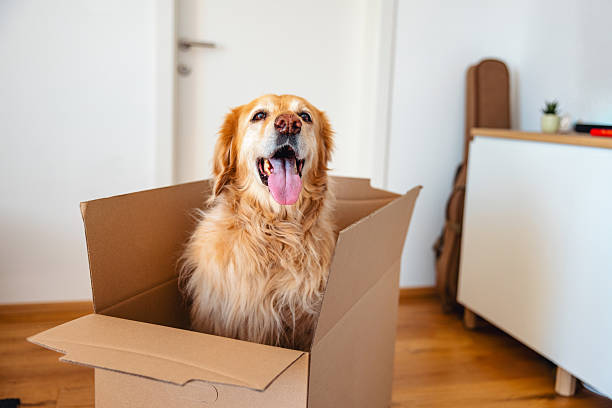 istock Adorable Dog Sitting in Cardboard Box at Home 2207710764