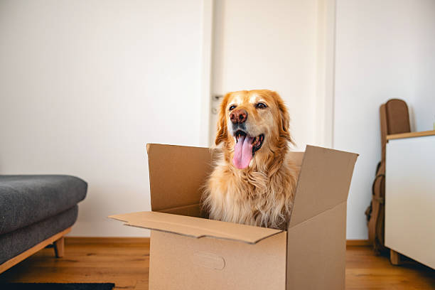 istock Golden Retriever Playfully Sits in Cardboard Box at Home 2207710765