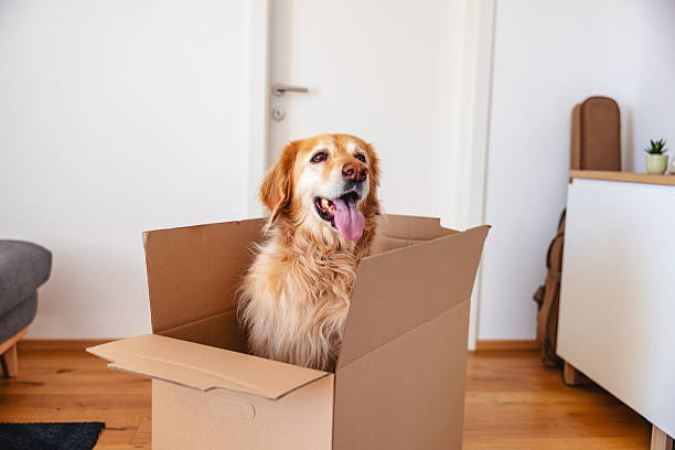 Pet dog looking into a cardboard box placed on a doormat at the entryway of a house