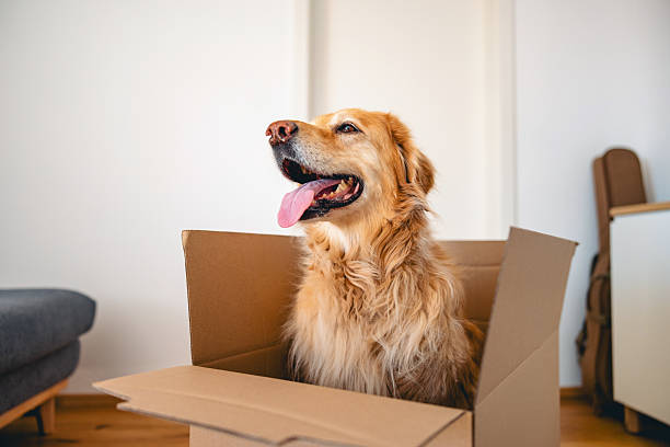 istock Adorable Golden Retriever in a Cardboard Box 2207710775