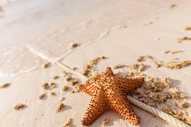 Starfish on Sandy Beach with Waterline and Natural Seaside Elements