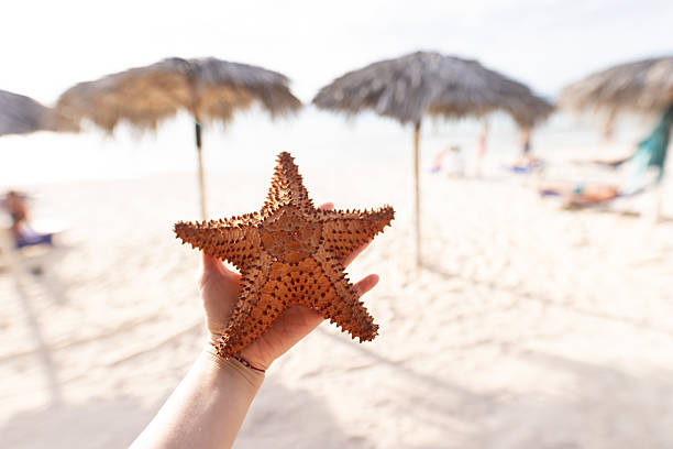 istock Hand Holding Starfish at Tropical Beach with Straw Umbrellas in Background 2207710852