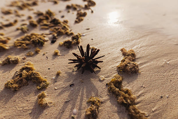 A sea urchin resting on a sandy beach, surrounded by scattered seaweed and illuminated by the golden sunset light, creating a serene and natural coastal scene.