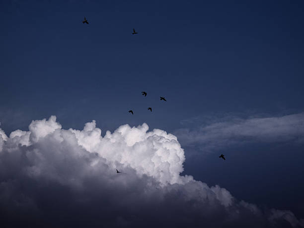istock Wings Beneath the Stormy Skies 2207711350