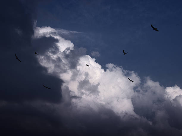 istock Wings Beneath the Stormy Skies 2207711671