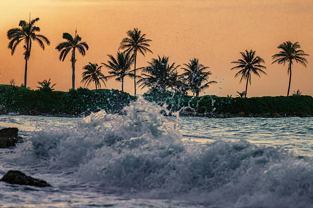 Ocean waves crash with palm trees and land in the background