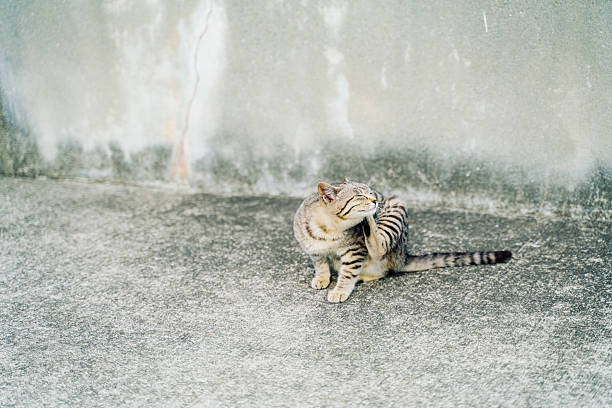 Tabby Cat is lying  in balcony at home.