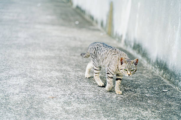 Stray cats living in ruins on a small island.