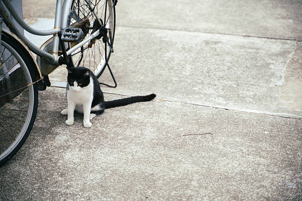 Stray cats living in ruins on a small island.
