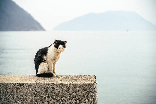 Stray cats living in ruins on a small island.