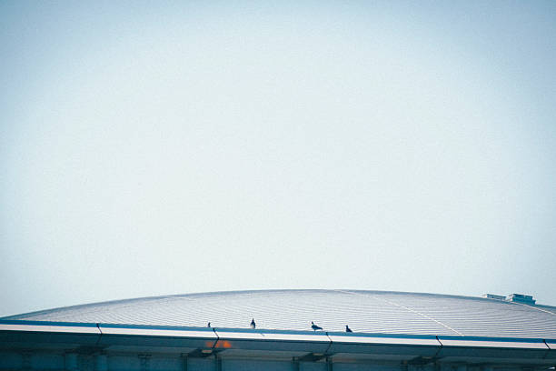Pigeons resting on the roof.