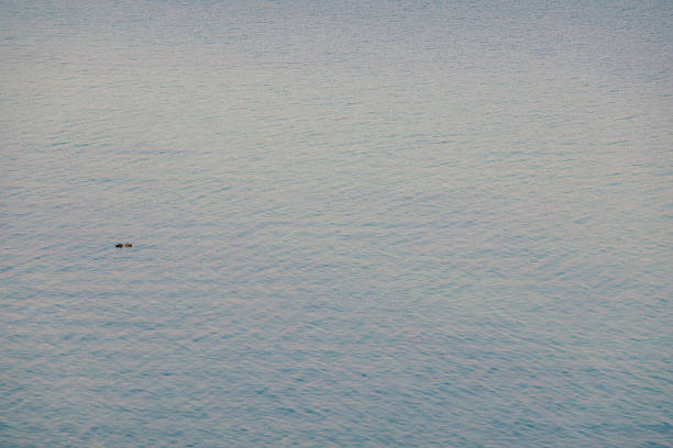 A water bird resting on the sea.