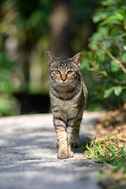 istock Cat walks in the park 2207714275