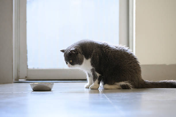 istock British shorthair cat looks at eating bowl 2207714318