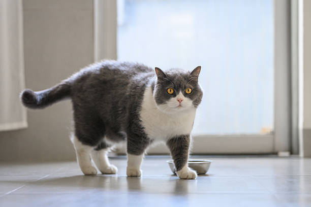 istock Indoor shot, British Shorthair standing on the floor 2207714327