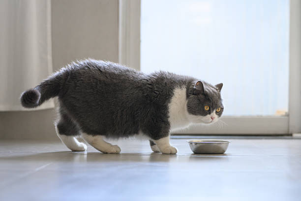 istock British shorthair cat is eating 2207714332