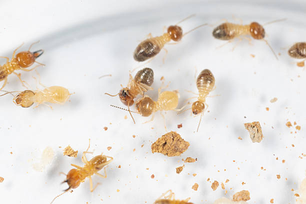 istock Small termite in Petri dish glass for education in Laboratory. 2207716661