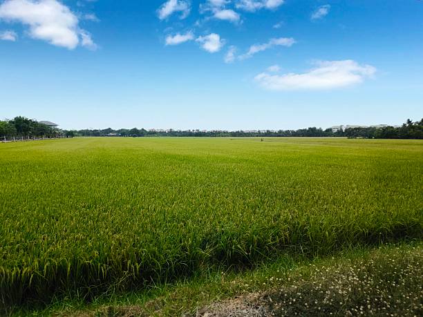 istock Lush Green Rice Field Under Clear Blue Sky 2207718017