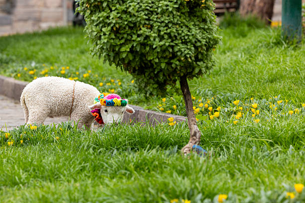 close up of cute sheep