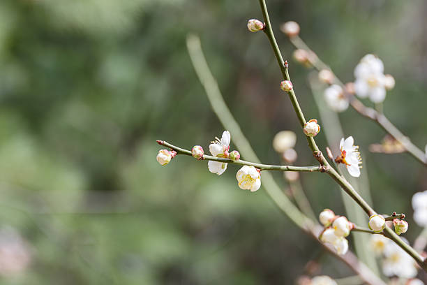 istock In early spring, white plum blossoms bloom. warm sunshine - prunus mume 2207722271