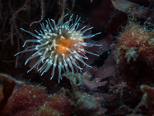 Norwegian sea anemone
