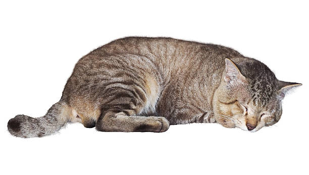 istock Cat isolated on white background. The cat is sleeping clipping path isolated object. Thai cat lie down on the floor clipart for isolated , clipping path , clipart element 2207722812
