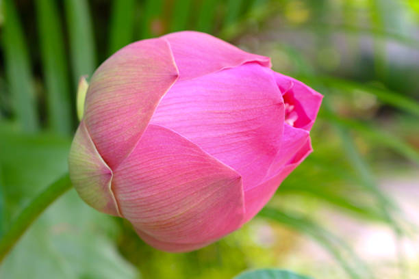 Close up of fresh Roseum plenum or Double red lotus flower and blur focus on background.