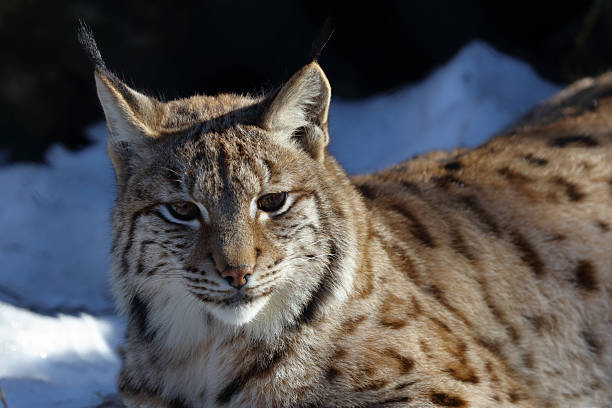 Lynx in the snow