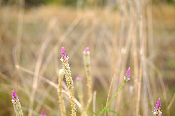 Summer flowers