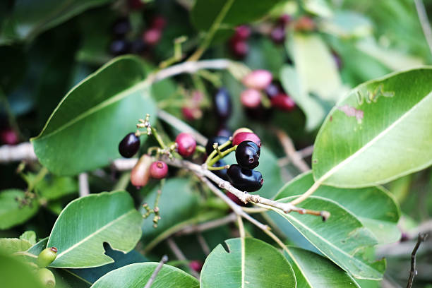 istock Fresh Arabica coffee berries with fresh seed coffee tree growth in green organic farm agriculture 2207725834