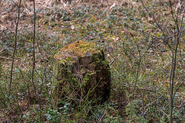 Old pine stump overgrown with moss in the spring forest.