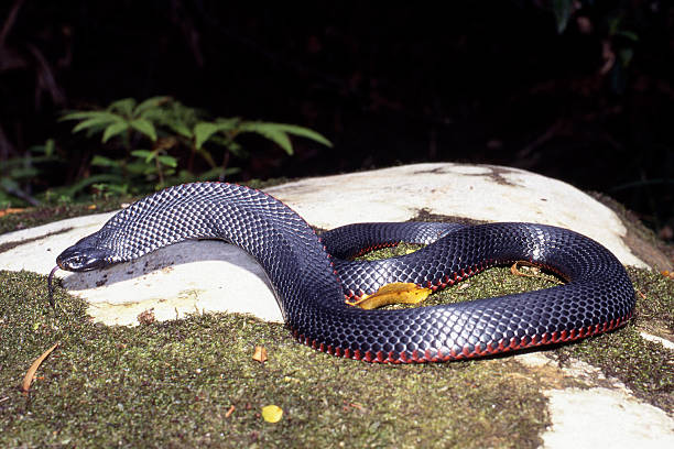 istock Red-bellied Black Snake 2207726684