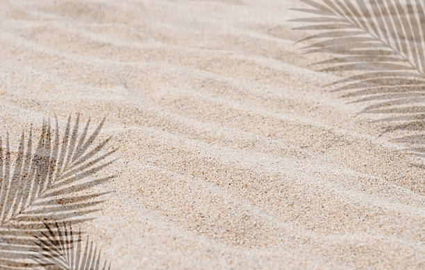 istock Sand background,Beach sand texture and palm leaf shadow with copy space for Summer background,Flay lay desert sand dune with leaf effect, Top view beige sandy for Travel,Summer Holiday Vacation banner 2207727605