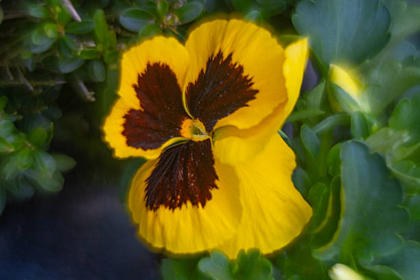 Pansies are incredibly easy to grow and resistant to colder weather conditions.
