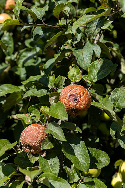 istock red ripe apples that have rotted on the branches 2207730297