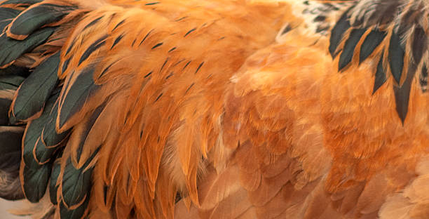 Chicken feathers color palette