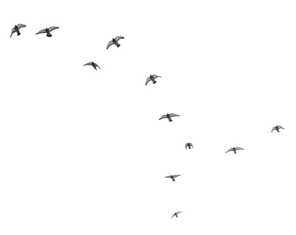 istock A flock of birds flying in a line across a white background 2207730913