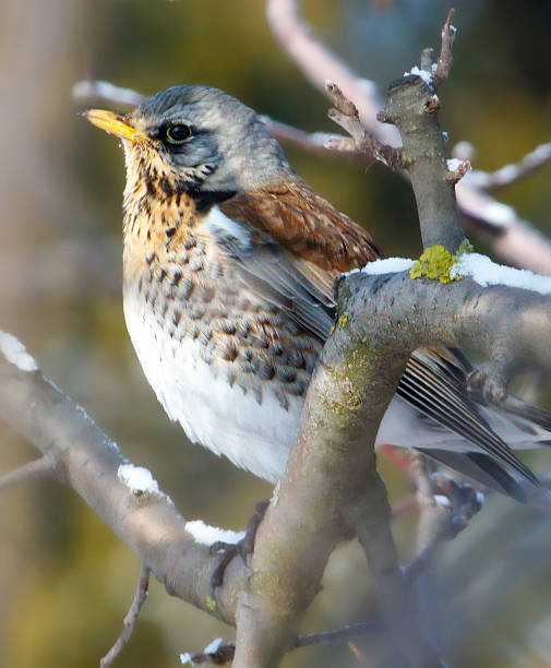 istock A bird is perched on a branch covered in snow 2207730928
