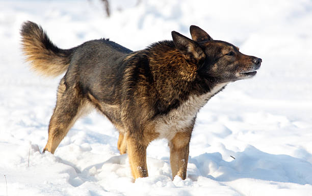 istock A dog is standing in the snow with its tail wagging 2207730935