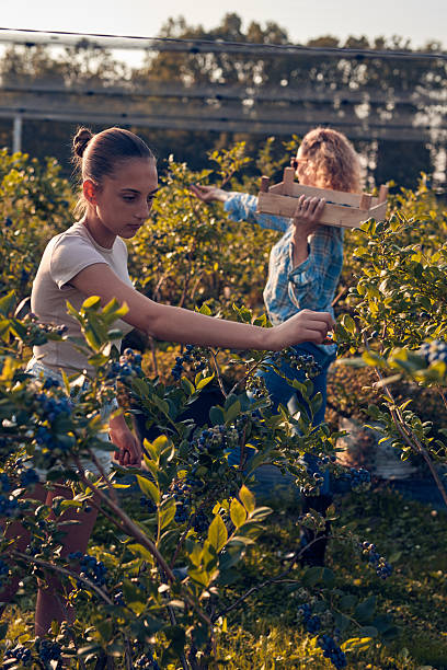 Mother and daughter picking blueberries on a family organic farm