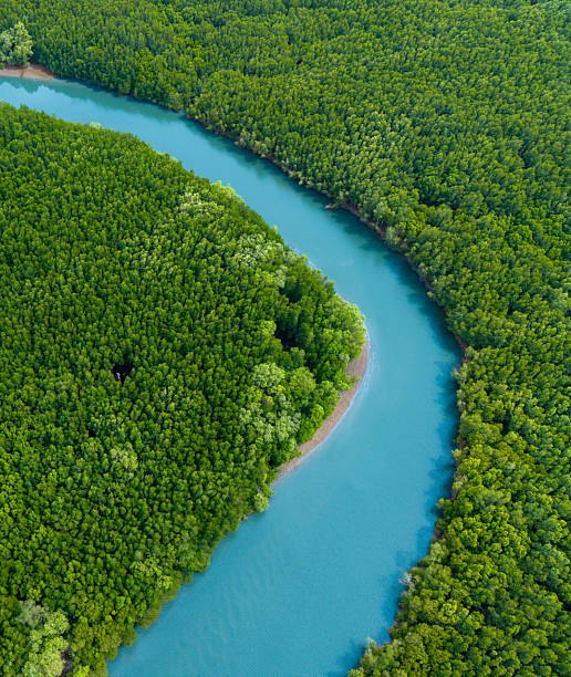 Breathtaking aerial shot of a river curving through a dense mangrove forest, creating a stunning natural pattern.