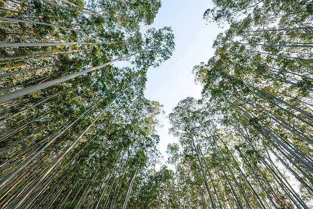 istock Looking up at the neat eucalyptus trees in the forest 2207732704