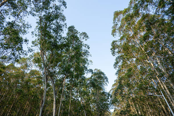 Neat rows of eucalyptus trees in the forest