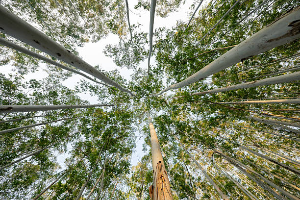 Looking up at the neat eucalyptus trees in the forest