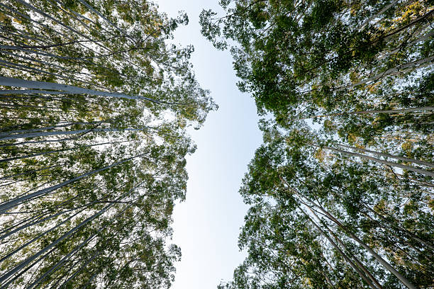 Looking up at the neat eucalyptus trees in the forest