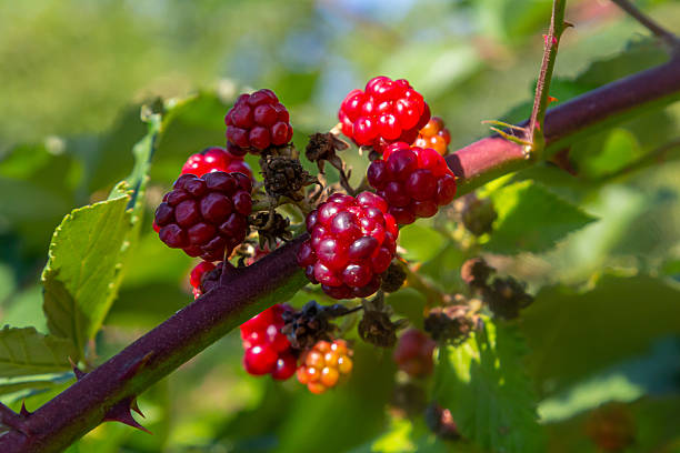 Unripe Blackberries closeup with a blurry green background.